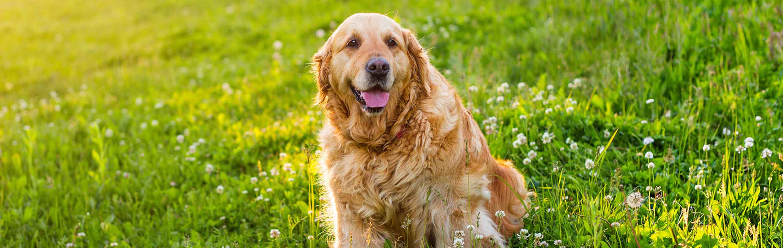 dog, golden retriever, golden fur, outdoor, meadow