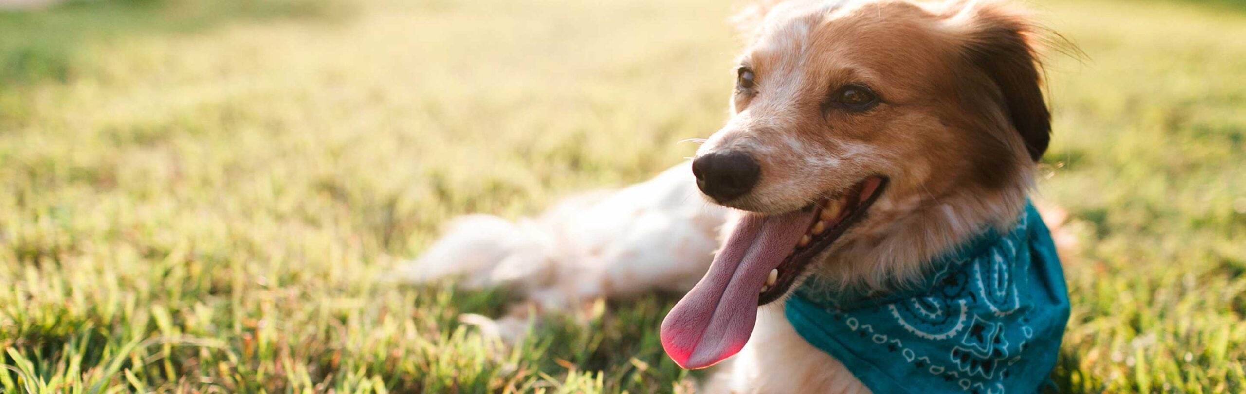 Grass, Plant, Dog, Golden Retriever, Puppy