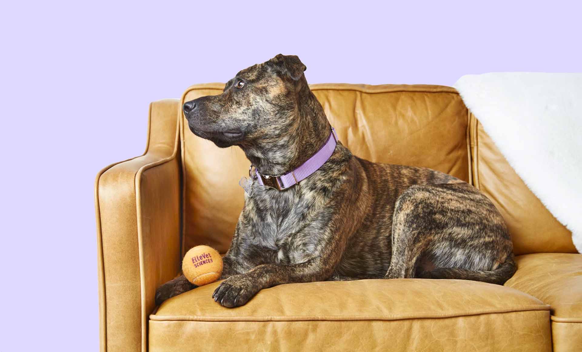 Tennis Ball, Couch, Furniture, Cushion, Dog