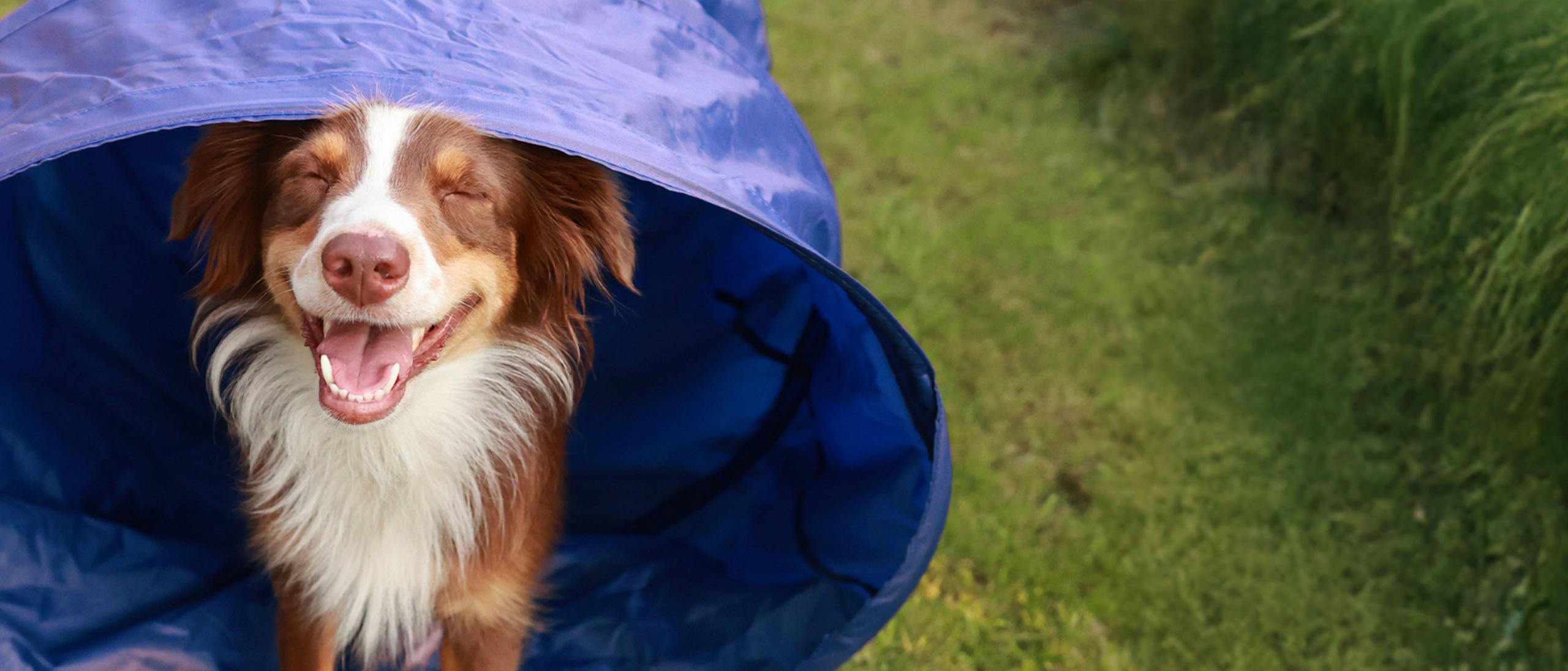Clothing, Coat, Outdoors, Shelter, Dog