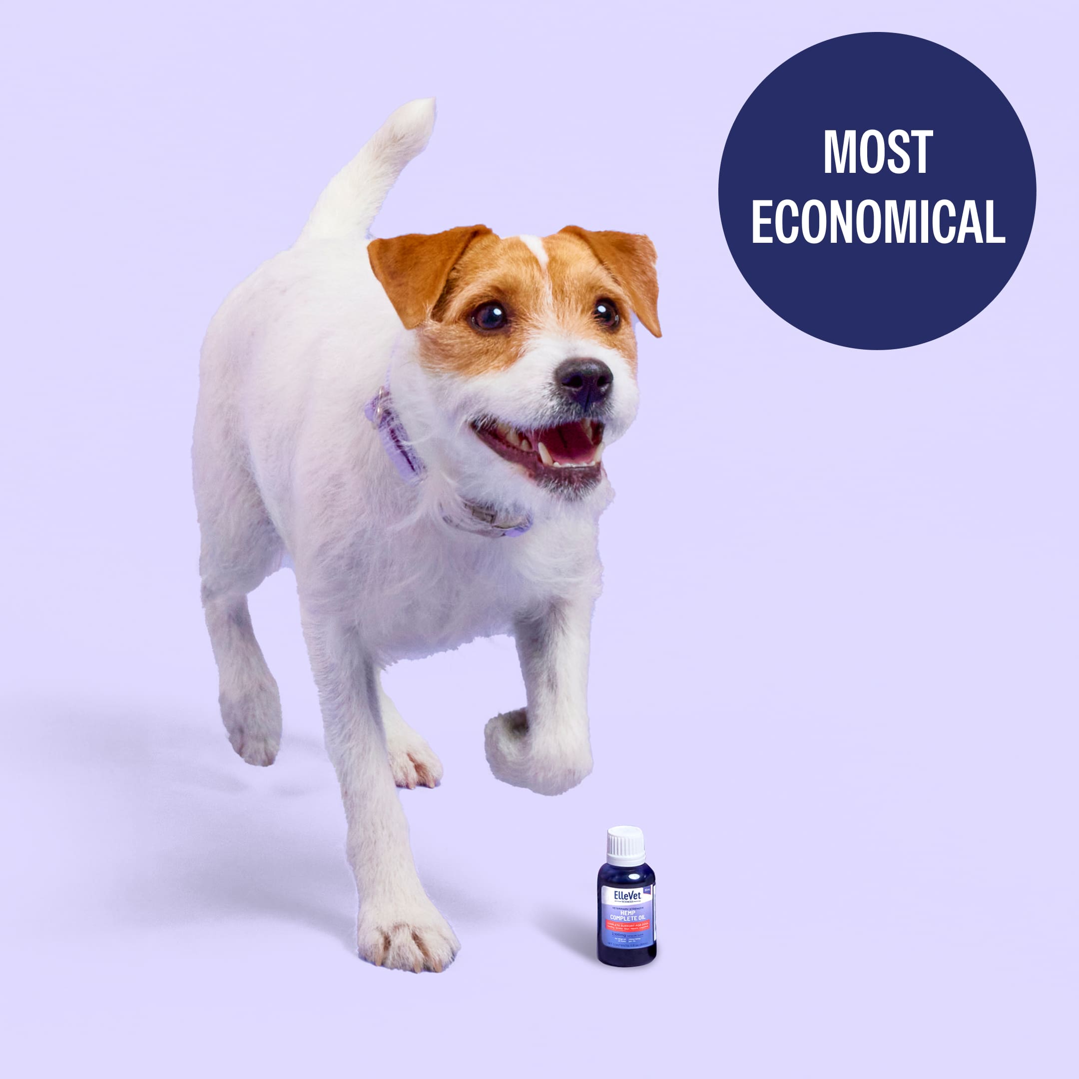 dog, pet, collar, medicine, bottle