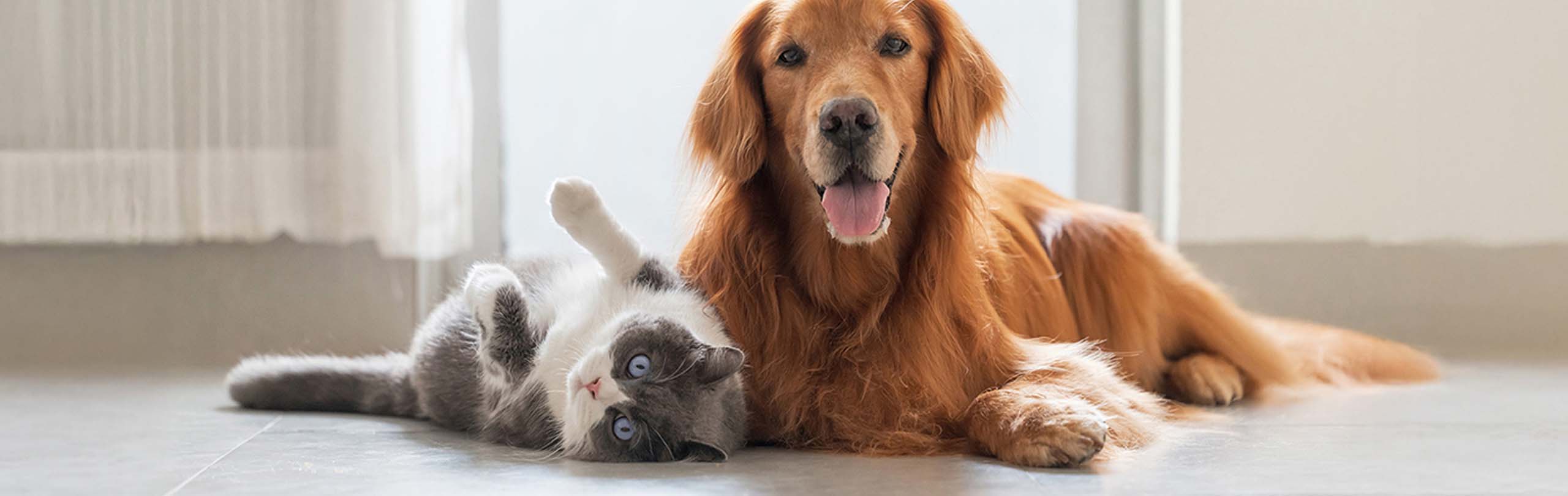 Canine, Dog, Golden Retriever, Pet, Cat