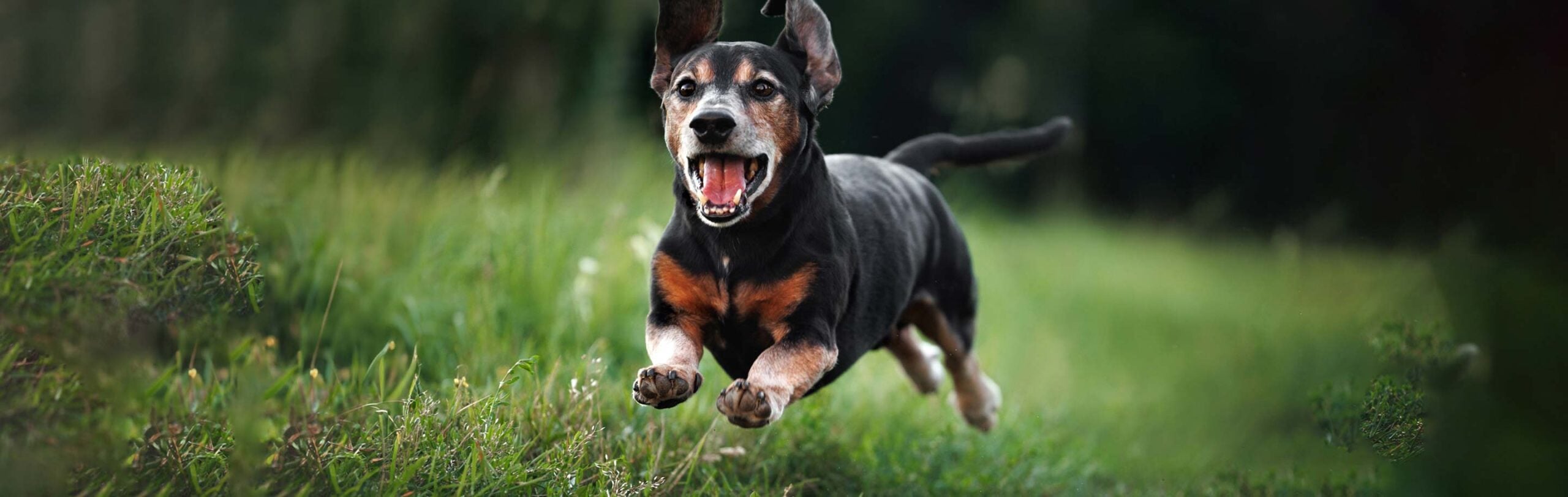 Canine, Dog, Pet, Hound, Grass