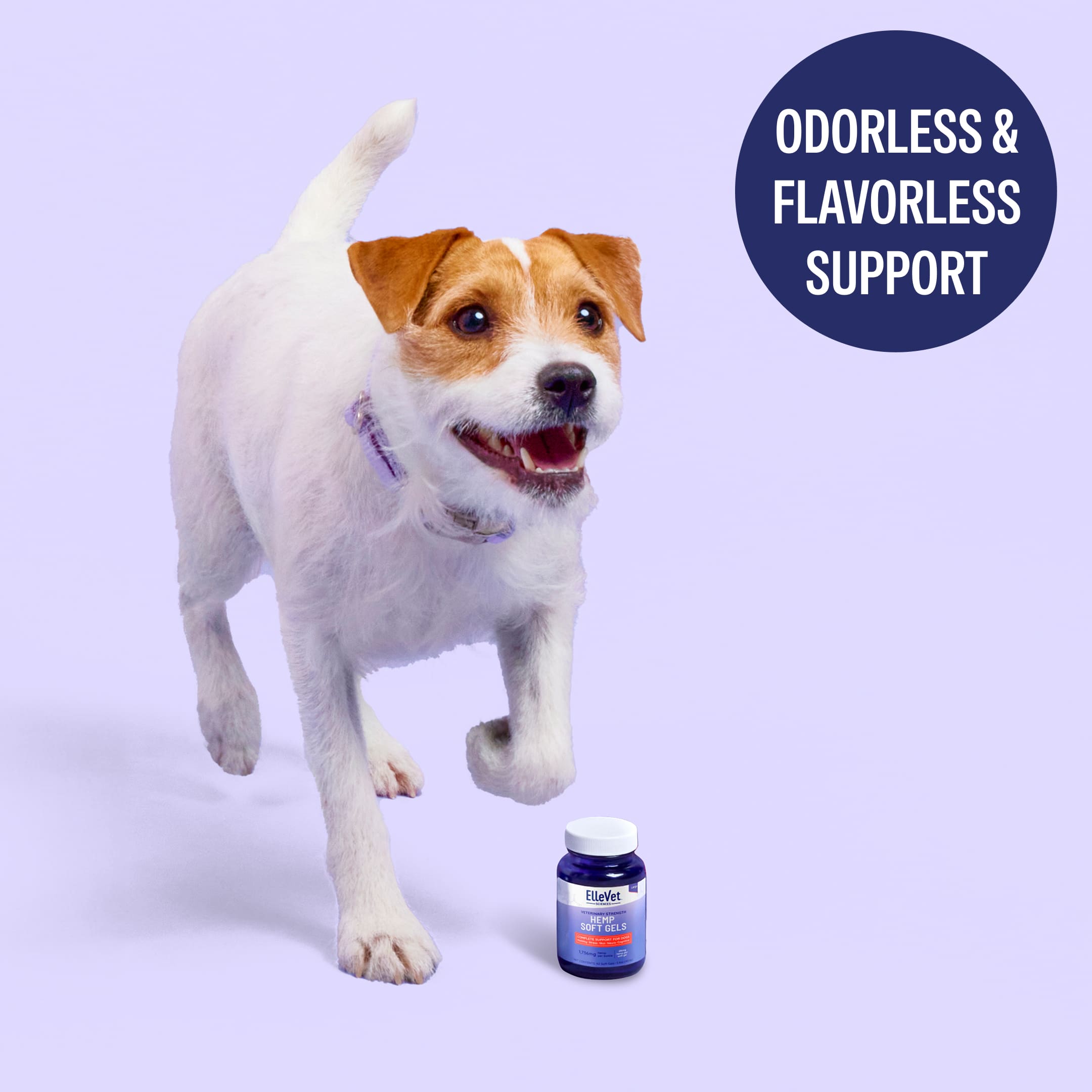 dog, dog food, vitamin, bottle, pet supplement