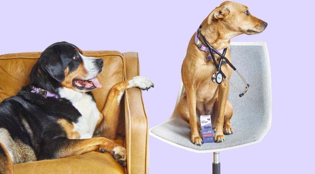 Dog, Mammal, Pet, Doctor, Person