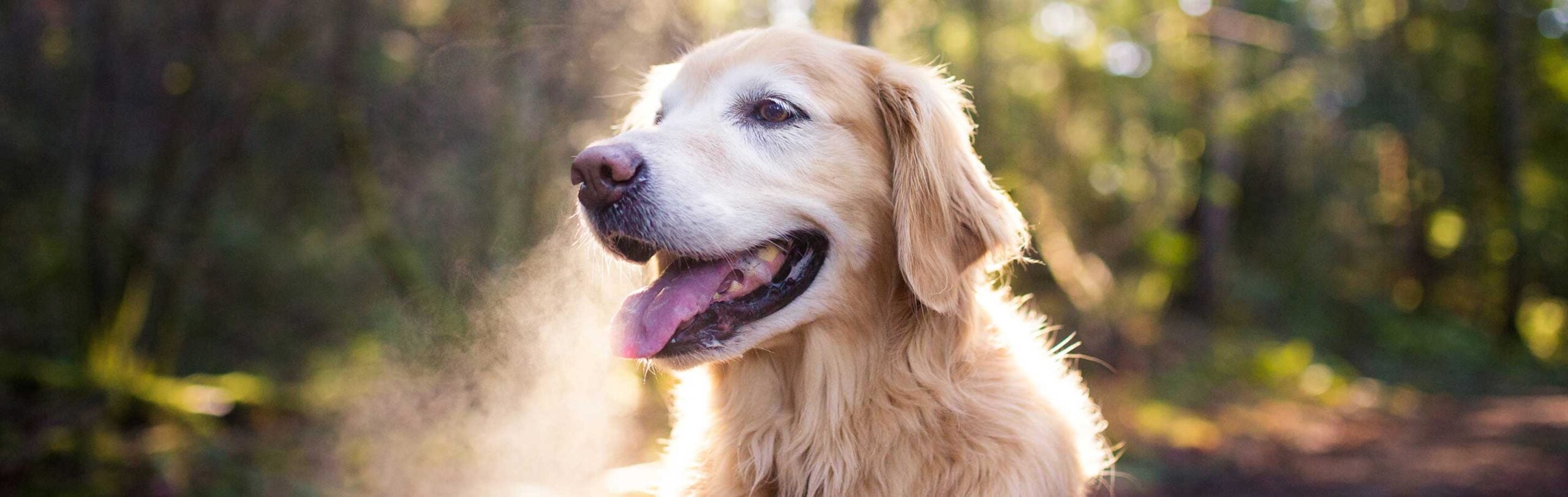 Animal, Canine, Dog, Golden Retriever, Pet