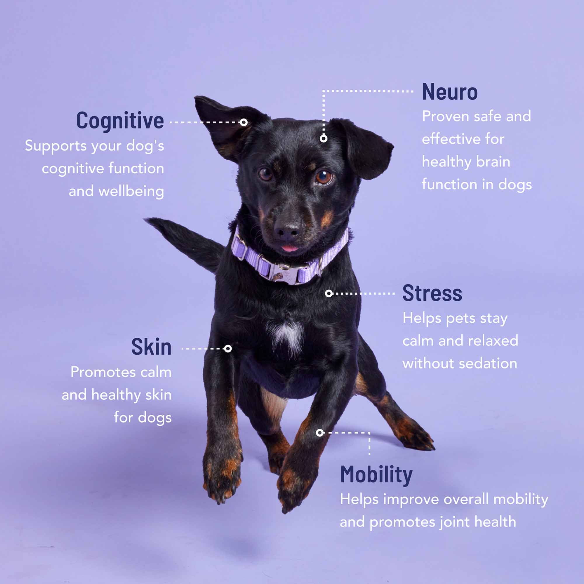 Dog with condition support details