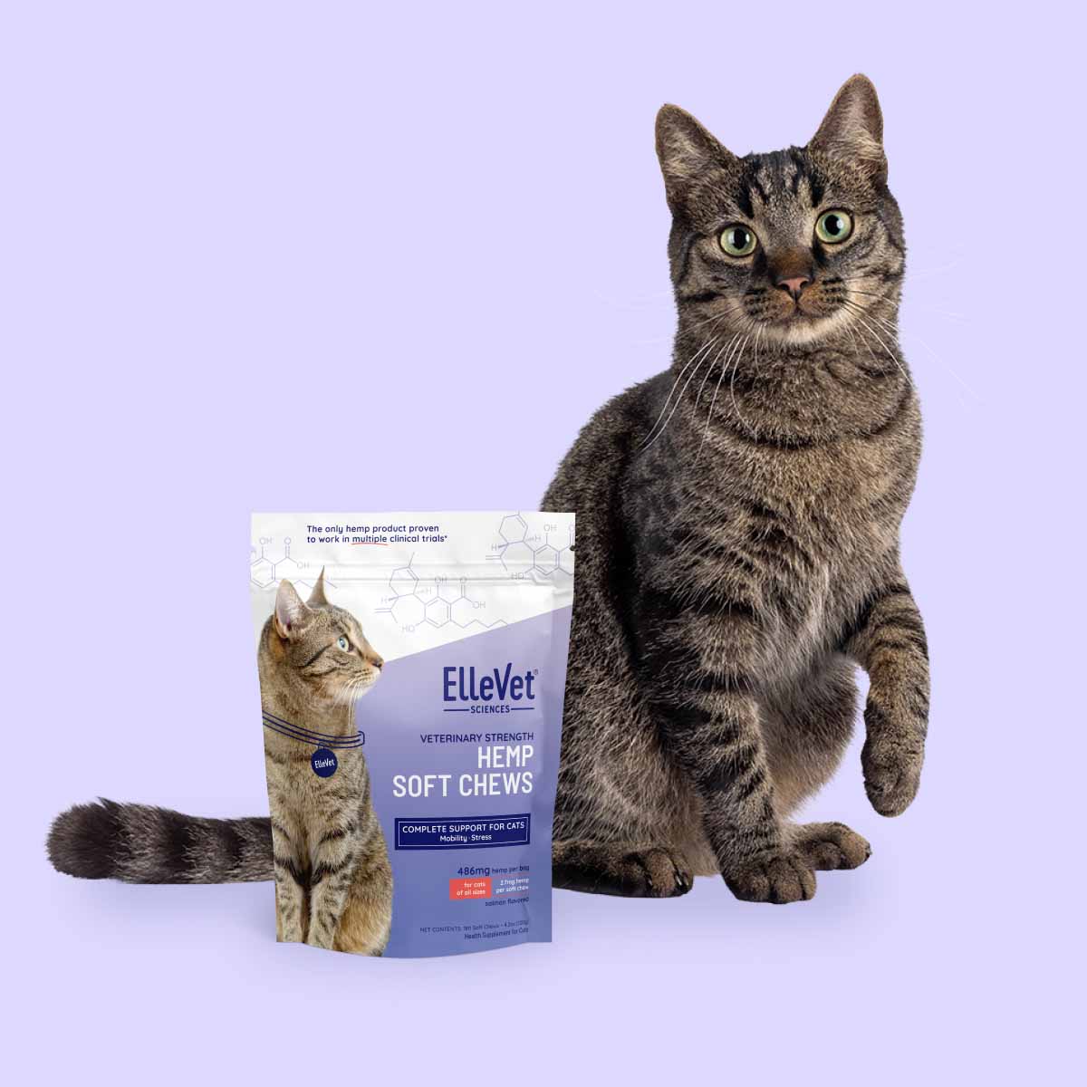 lifestyle image of cat next to chews bag