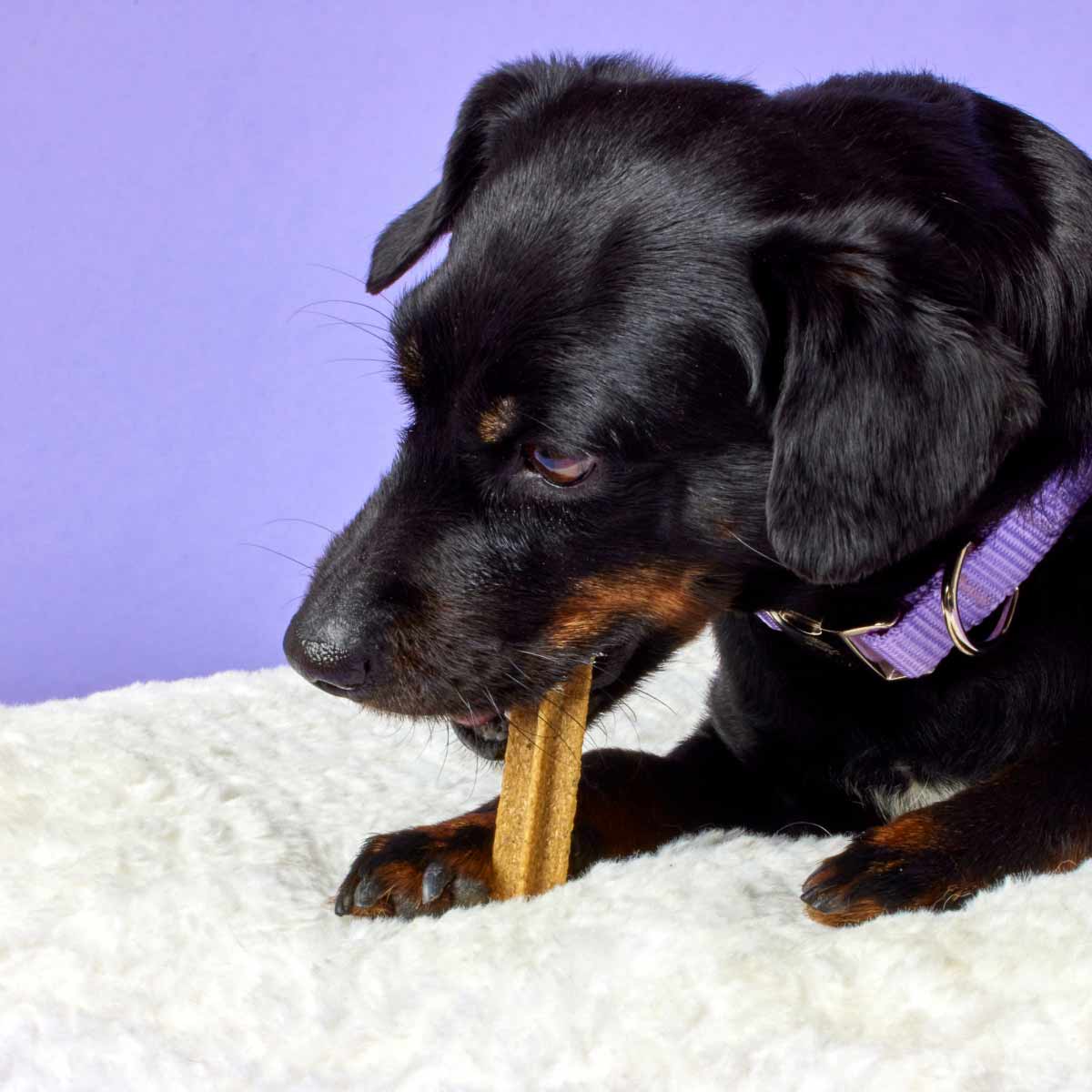 Dog chewing ElleVet Hemp Enriched Dental Stick