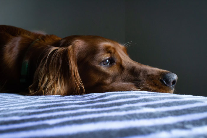 Does Our Stress Affect Our Dogs? Dog Stress Signals & How to Help