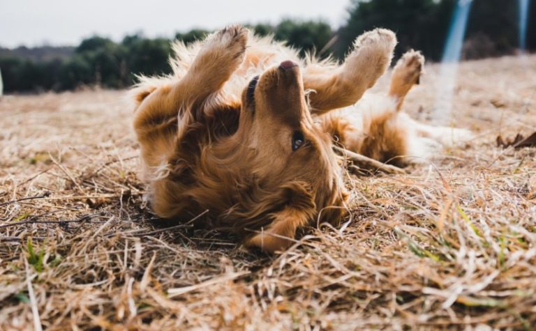 Using Hemp for Dog Allergies