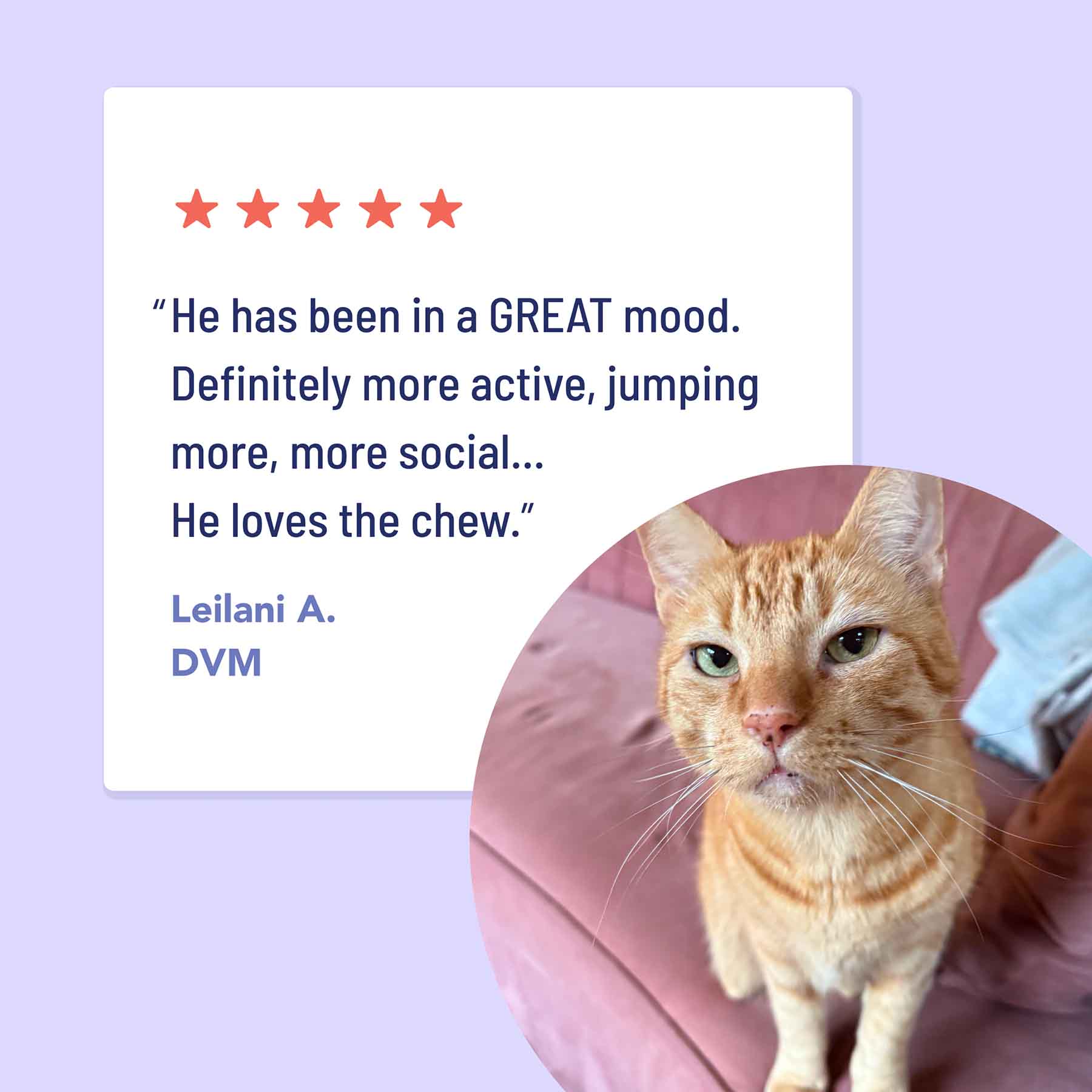 cat chew testimonial