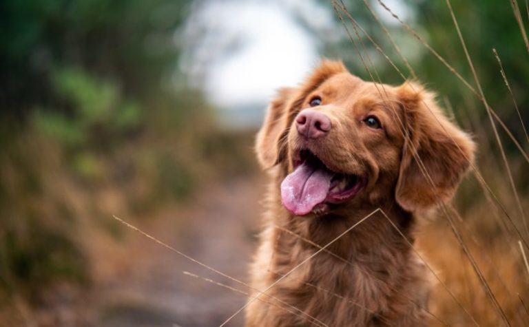 The Brief History of Hemp for Pets