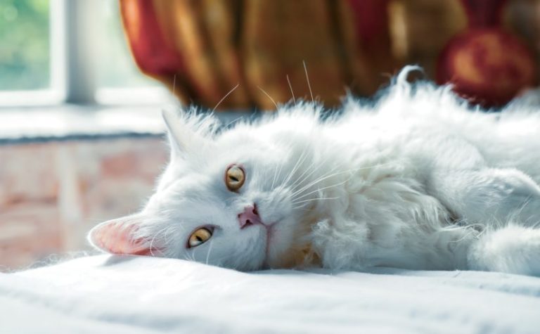 The History of Hemp Regulations and Hemp for Pets